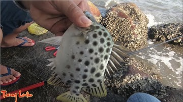 Câu cá biển - Tập 7: 3 giờ chiều sóng lớn, cá nâu, cá rìa ăn mạnh | Fishing