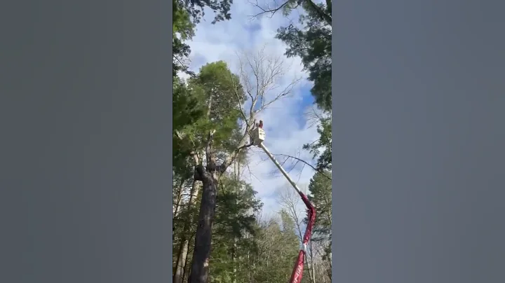 Climb High Cut Small. Old school mile-high precision dismantling lumberjack tree remover and pruner.