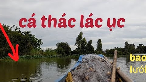 @ giăng lưới bao vay bắt cá thác lác trên sông lớn, cá dính mê luôn cả nhà