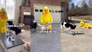 Dogs React To Their Human Dressed As A Duck
