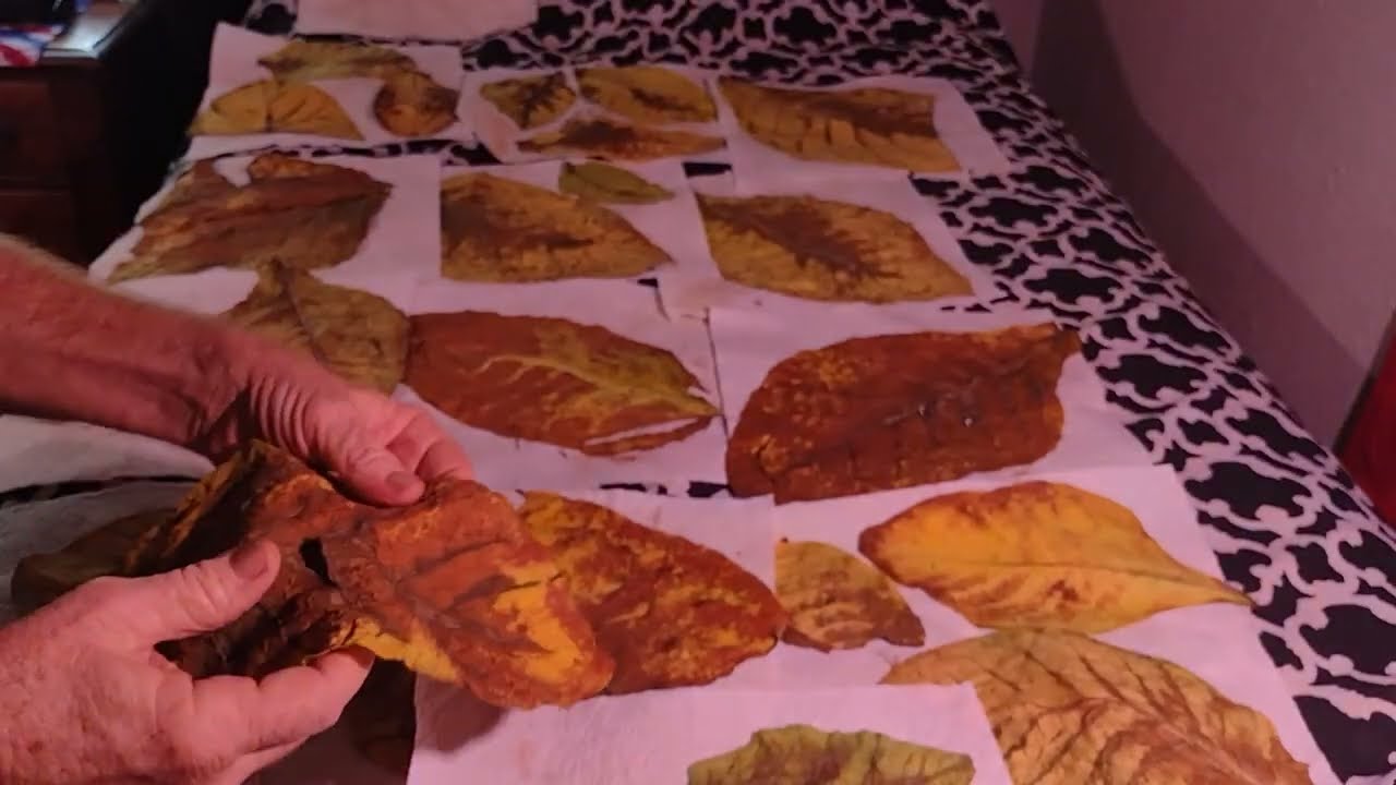 Tobacco Crushed Leaves Quick Cure Works! Woo Hoo!