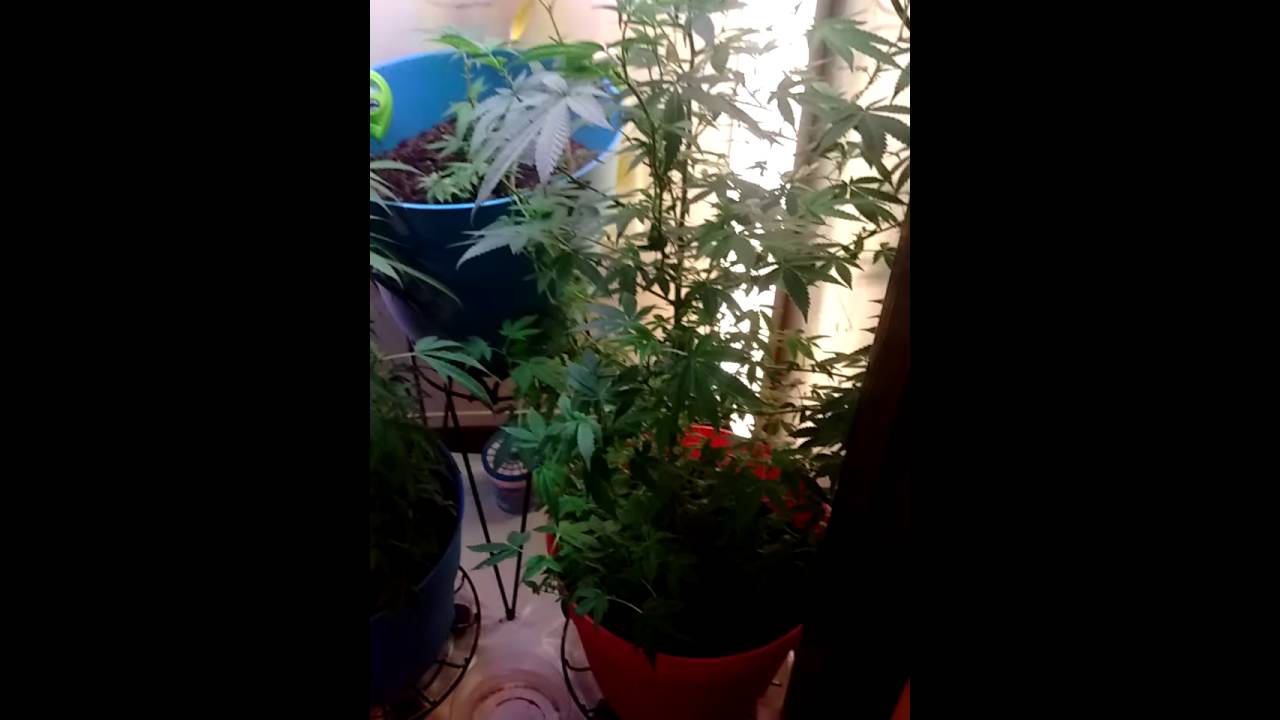 Marijuana grow 8 ft weed plans and clones