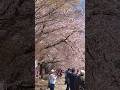 Cherry Blossom at Mt.Fuji #shorts