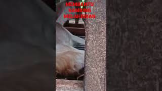 how to help a goat give birth