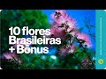 10 lindas flores Brasileiras para jardim + Bônus