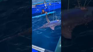 Crazy MONSTER BLUE MARLIN Spearfishing Philippines Jaw-Dropping #Fishing