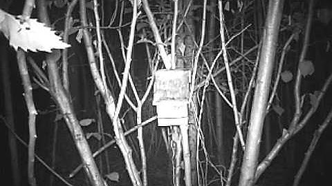 Dormice. Wildlife camera traps. dormouse very active around box