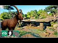 🐘 Alpine Ibex habitat | City Zoo | Planet Zoo |