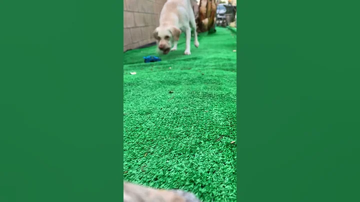 LOVE the Love child... starring in The Scaredy Pup