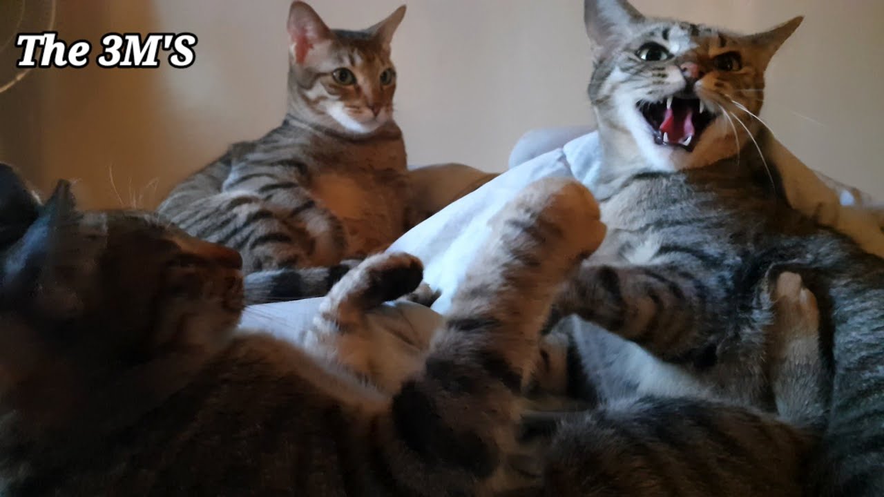 Cats cleaning each other quickly turns into fightcats kitties YouTube