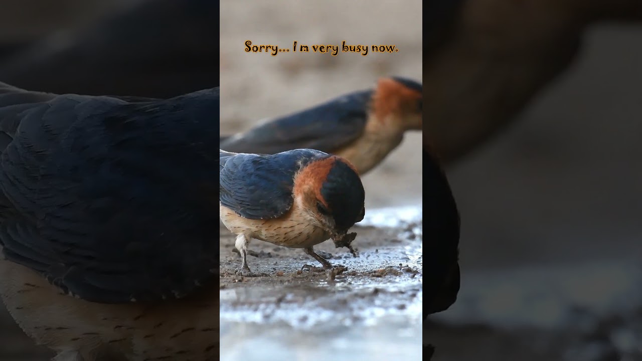 Barn Swallow collecting mud for nest 