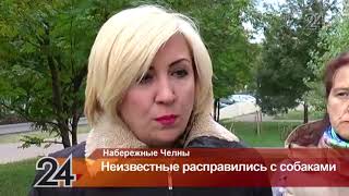 В Набережных Челнах неизвестные жестоко убили двух собак В Набережных Челнах неизвестные жестоко убили двух собак