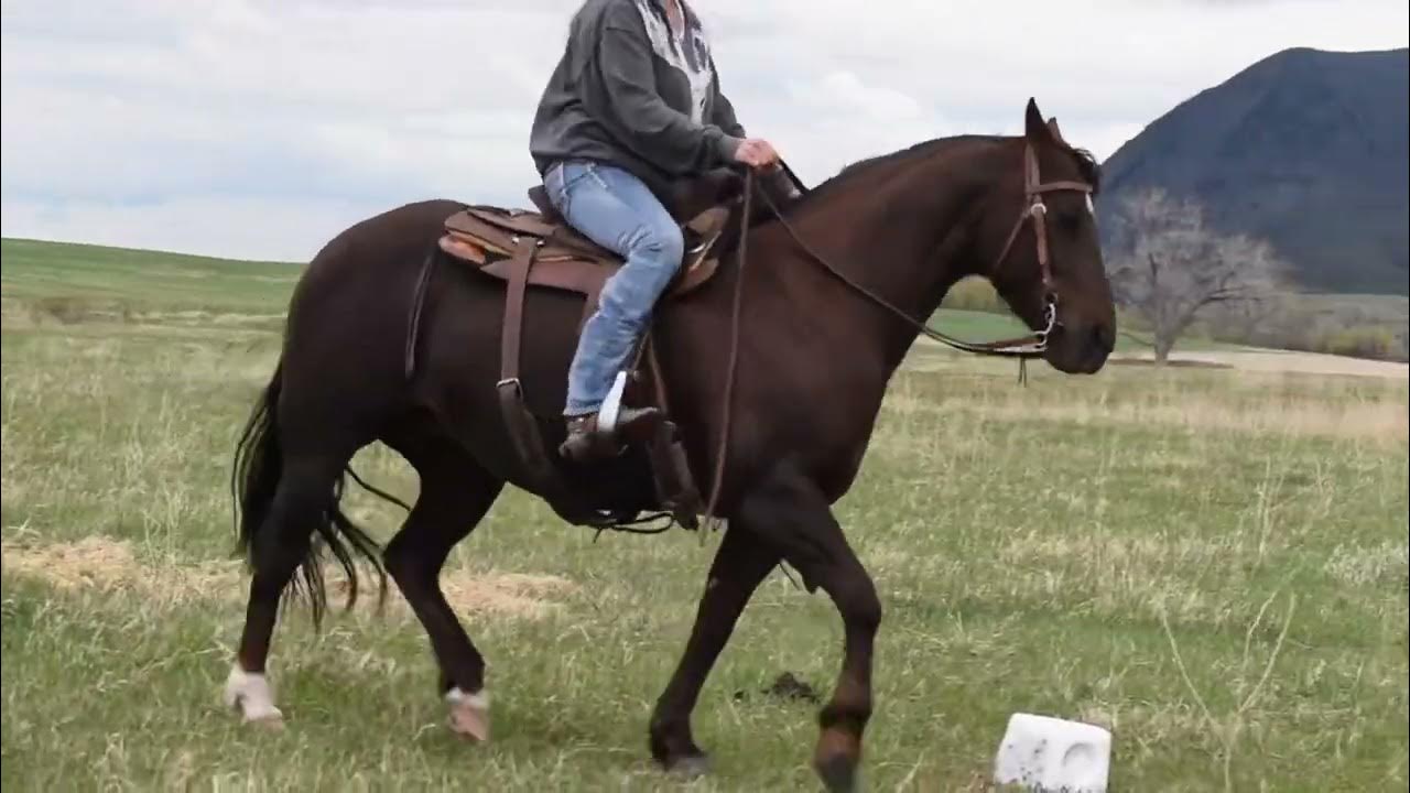 KR Purrn Legend Buttes Horse Sale YouTube