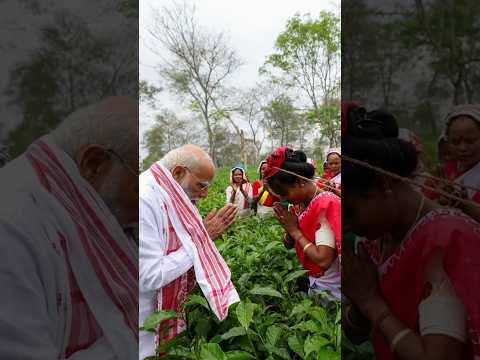 When PM Modi meets Nari Shakti in the tea gardens of #assam | #shorts