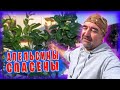 Жизнь в ГРЕЦИИ / Домашний влог с острова КРИТ / отель Фарос