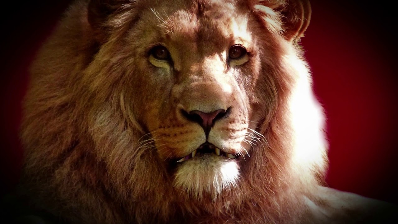 lion animal • animal • wildlife • Discovery YouTube