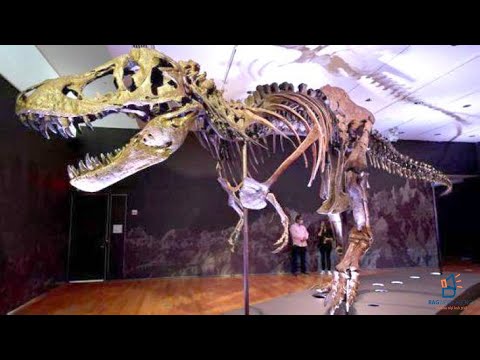 بيع هيكل ديناصور عاش قبل 77 مليون عام برقم خيالي Shorts