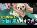 🔴注射を思い出して大粒の涙を流しちゃう子犬チワワ【みるく】【可愛い】【dog】【puppy】【病院】