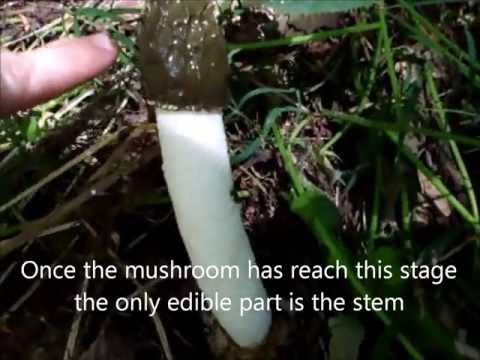 Video: Stinkhorn Fungus Control - Come sbarazzarsi dei funghi Stinkhorn