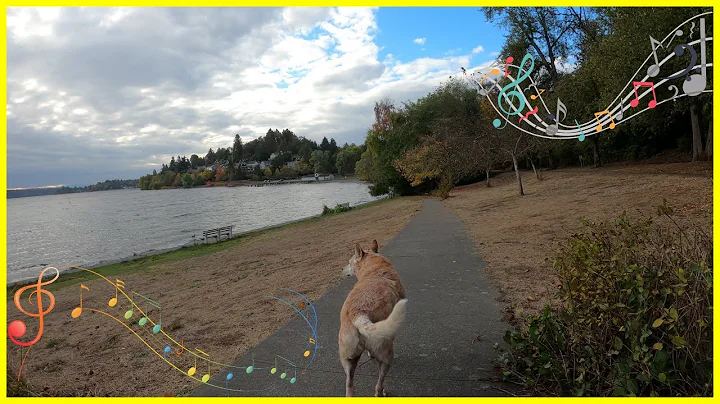 Autumn Day Dog Walk on Lake Washington - Genesse P...