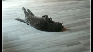 Cat Stretching British Shorthair by Nymphelita 50 views 2 years ago 11 seconds