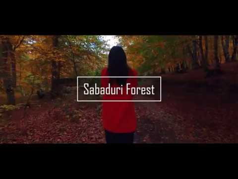 Sabaduri Forest 4K | საბადურის ტყე