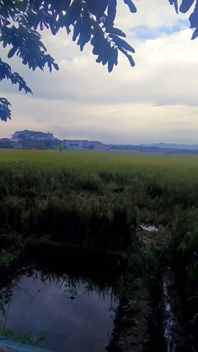 stroy wa 30 detik aesthetic sawah | instrumen Sunda #shortcinematic #naturecinematic