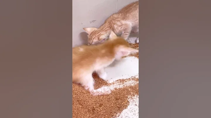 Funny Cat Cleaning Poop Like a Pro!🤣🤣🤣#shortvideo #shorts #shortsvideo