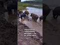 #кабаны #свиньи #рыбалка #моеместо #местозанято #занялиместо