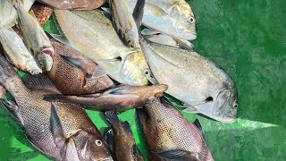 BACK TO BACK TRAVELLY FISH AND KORALI FISH AND KALAVAN FISH CATCHING IN DEEP SEA