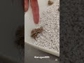 産まれたよ！テイラーカワリアガマ