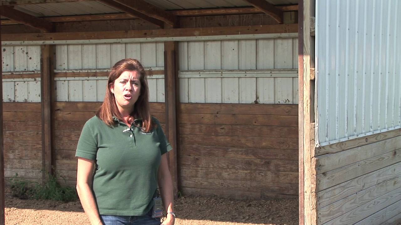 Horse Pasture: Using Sheds In a Pasture - YouTube