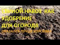 Свиной навоз  как удобрение для огорода