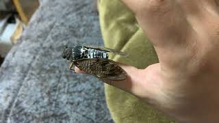 Large Brown Cicada on my hand - August 26, 2022 - Shigu Scott シグ・スコット