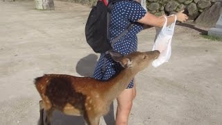 Deer Island and Hiroshima! | Japan Trip Day 8 | Damien and Kimmi