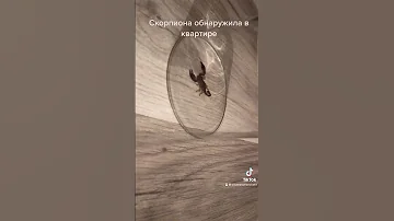 Скорпиона обнаружила в квартире/ Стамбул Турция
