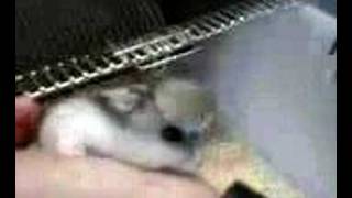 Download Lagu hamu MP3