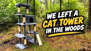 We Left a CAT TOWER Deep in the Woods & Set Up a Camera... Here's What it Captured