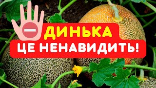 ПОПЕРЕДЖАЮ УСІХ, бо виростите ріпу, а не смачну диню! Що диня любить і ненавидить?