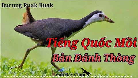 Tiếng Chim Quốc Mồi - Bản Đánh Thòng, Đánh Kẹp Loa Không Cần Chim Mồi | Kênh Bẫy Chim