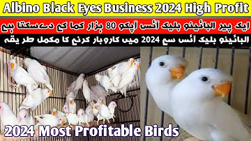 Albino Black Eyes Business 2024 High Profit | 1 Pair Albino Black Eyes Income 80000 Season 2024🐦