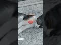 kucing bang @vicenzojuantondang5927 meninggal😭😭 turut berdukacita ya Jo