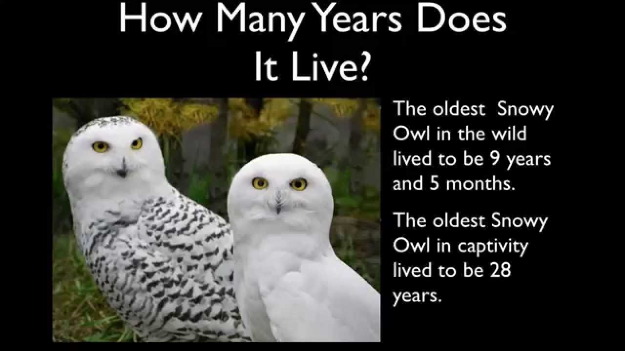 The Snowy Owl - A Report by Marshall Baya - YouTube