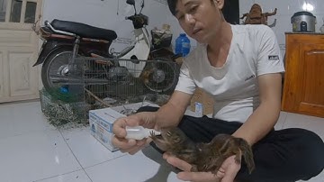 Cách Nuôi Sóc Con | Và Thuần Sóc Con | Bắt Trên Rừng Về.