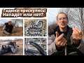 Гадюки проснулись! Нападет или нет?