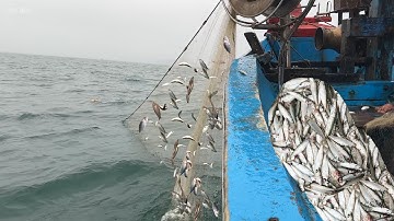 Lưới Cá Trích Sương Mù Giữa Mùa Hè Cửa Biển Quá Cạn Nhảy Ghe Nhỏ Vào - Dân Biển