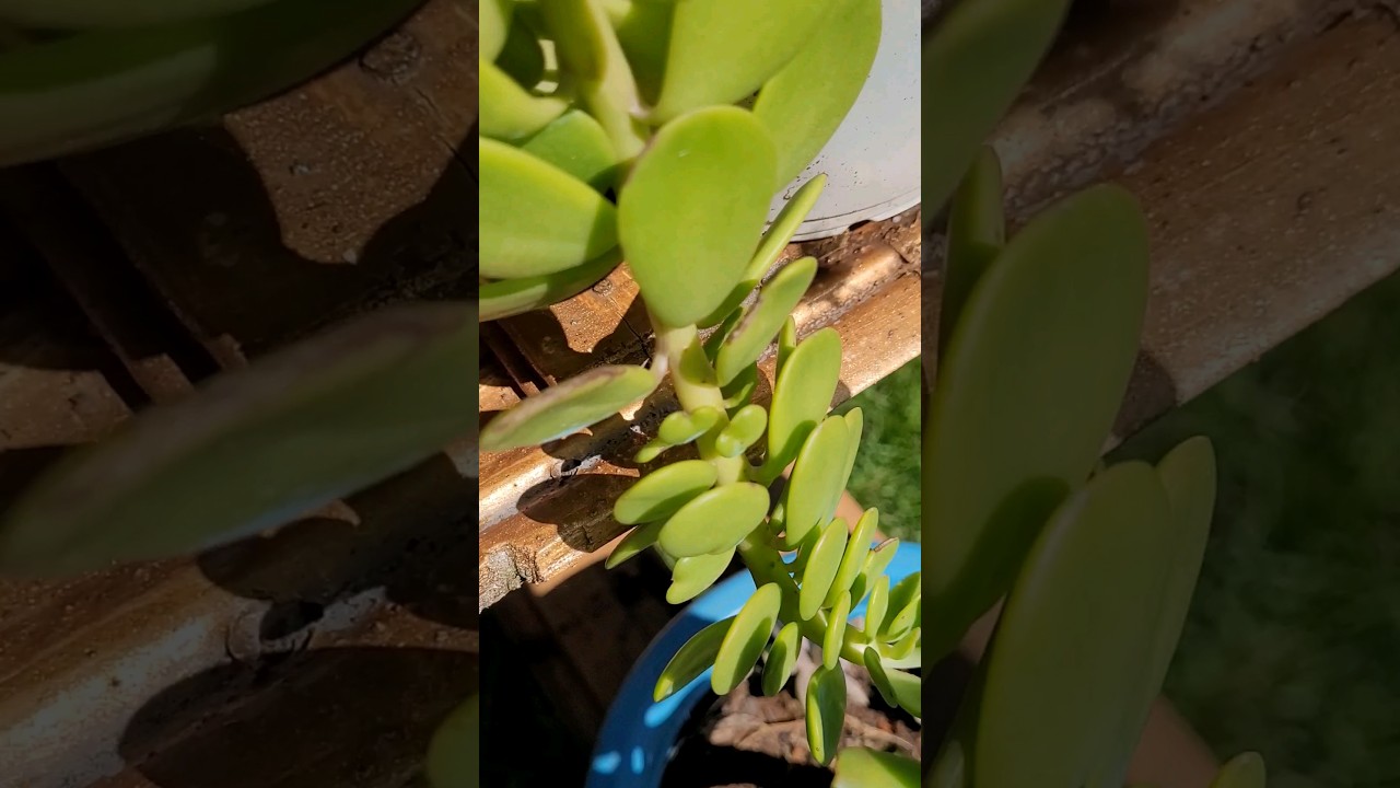 🧡🤩🧡🤩SENECIO JACOBSENII com sua Primeira Floração!🧡 