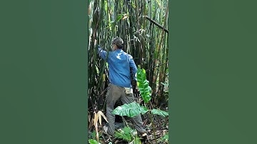 Dũng thật thà || đi hái măng nứa tép