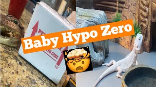 Unboxing my Hypo Zero Bearded dragon