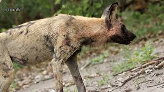 african dog by PetsLand 248 views 7 months ago 5 minutes, 2 seconds